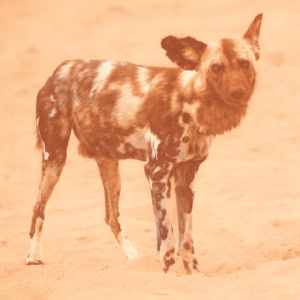 Lycaon debout dans la savane, en position de trois quarts, regardant l’objectif, dans des tons fauves et ocre évoquant une sanguine.
