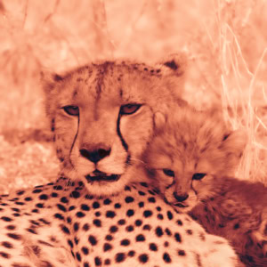Portrait de face d’une femelle guépard avec son petit blotti contre elle, dans des tons fauves et ocre évoquant une sanguine.