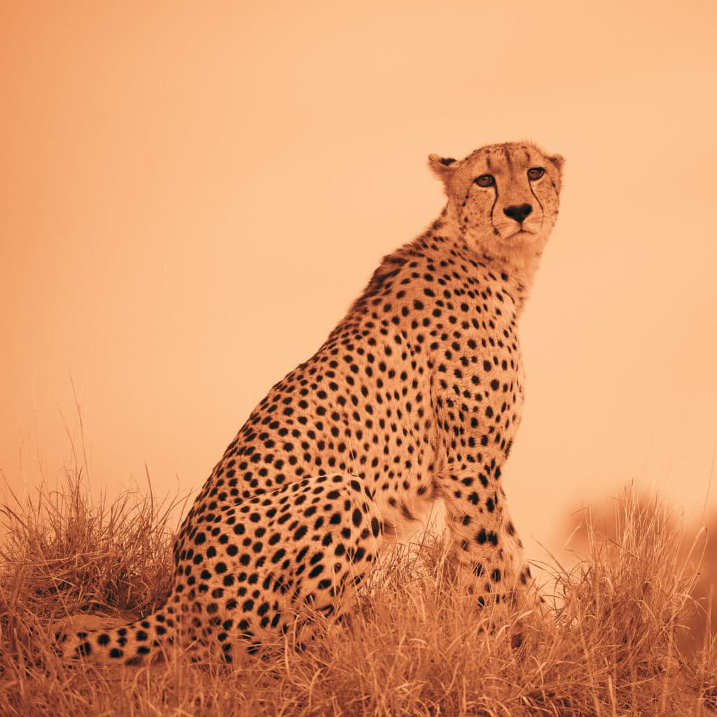 Guépard accroupi dans la savane, de profil et tournant le regard sur sa droite vers l’objectif, dans des tons fauves et ocre évoquant une sanguine.