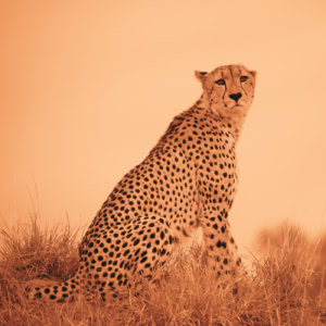 Guépard accroupi dans la savane, de profil et tournant le regard sur sa droite vers l’objectif, dans des tons fauves et ocre évoquant une sanguine.