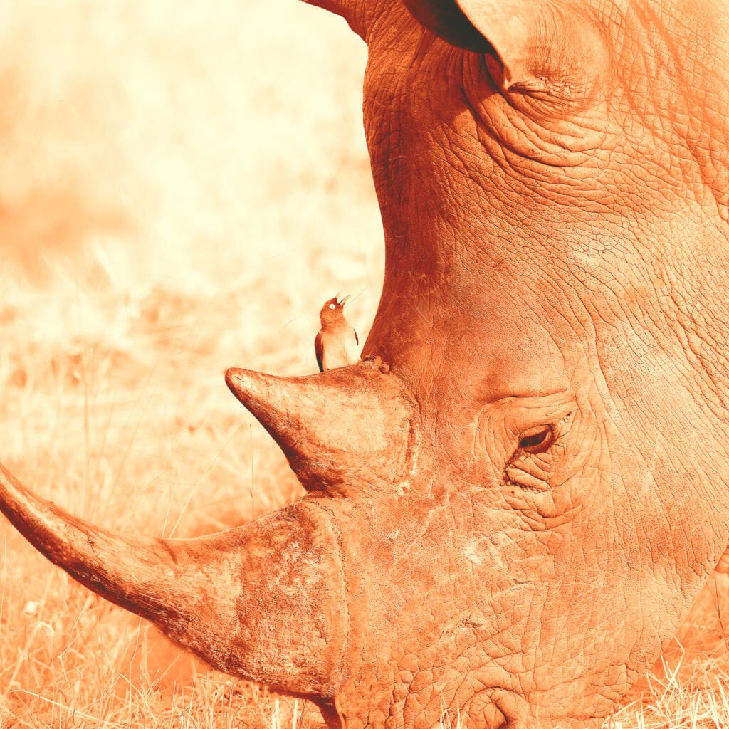 Très gros plan sur la tête d’un rhinocéros avec un pique-bœuf posé sur la corne arrière, dans des tons fauves et ocre évoquant une sanguine.