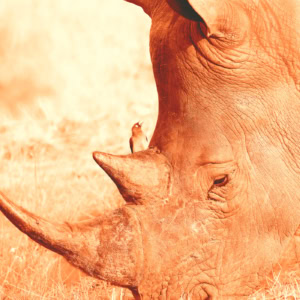 Très gros plan sur la tête d’un rhinocéros avec un pique-bœuf posé sur la corne arrière, dans des tons fauves et ocre évoquant une sanguine.