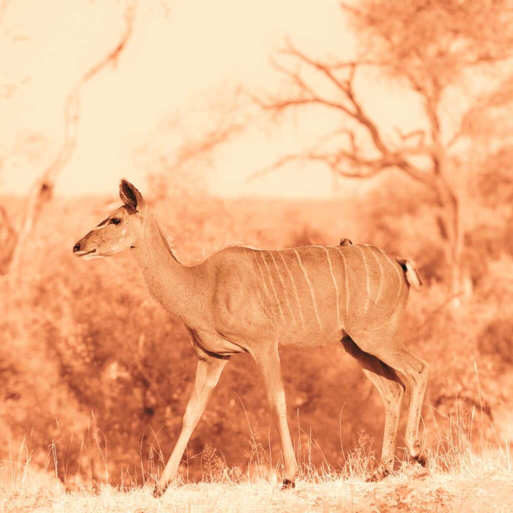 Antilope nyala femelle vue de profil, marchant dans la savane avec un pique-bœuf sur le dos, dans des tons fauves et ocre évoquant une sanguine.