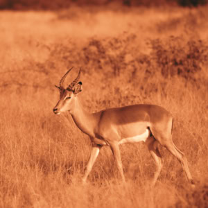 Gazelle marchant dans la savane de droite à gauche, tournant légèrement la tête vers l’objectif, dans des tons fauves et ocre évoquant une sanguine.