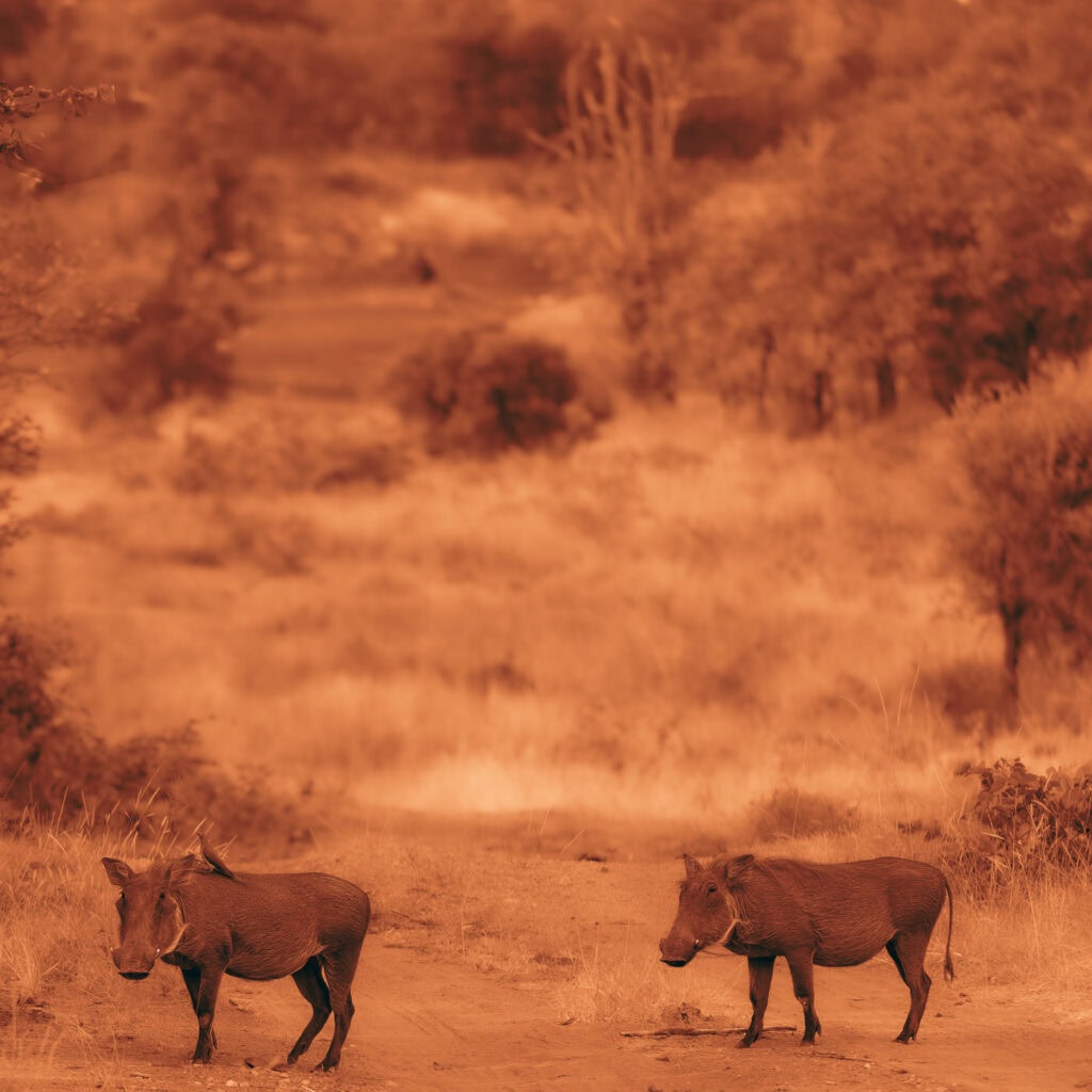 Deux phacochères de profil dans la savane regardent vers l’objectif, l’un portant un pique-bœuf sur le dos, dans des tons fauves et ocre évoquant une sanguine.