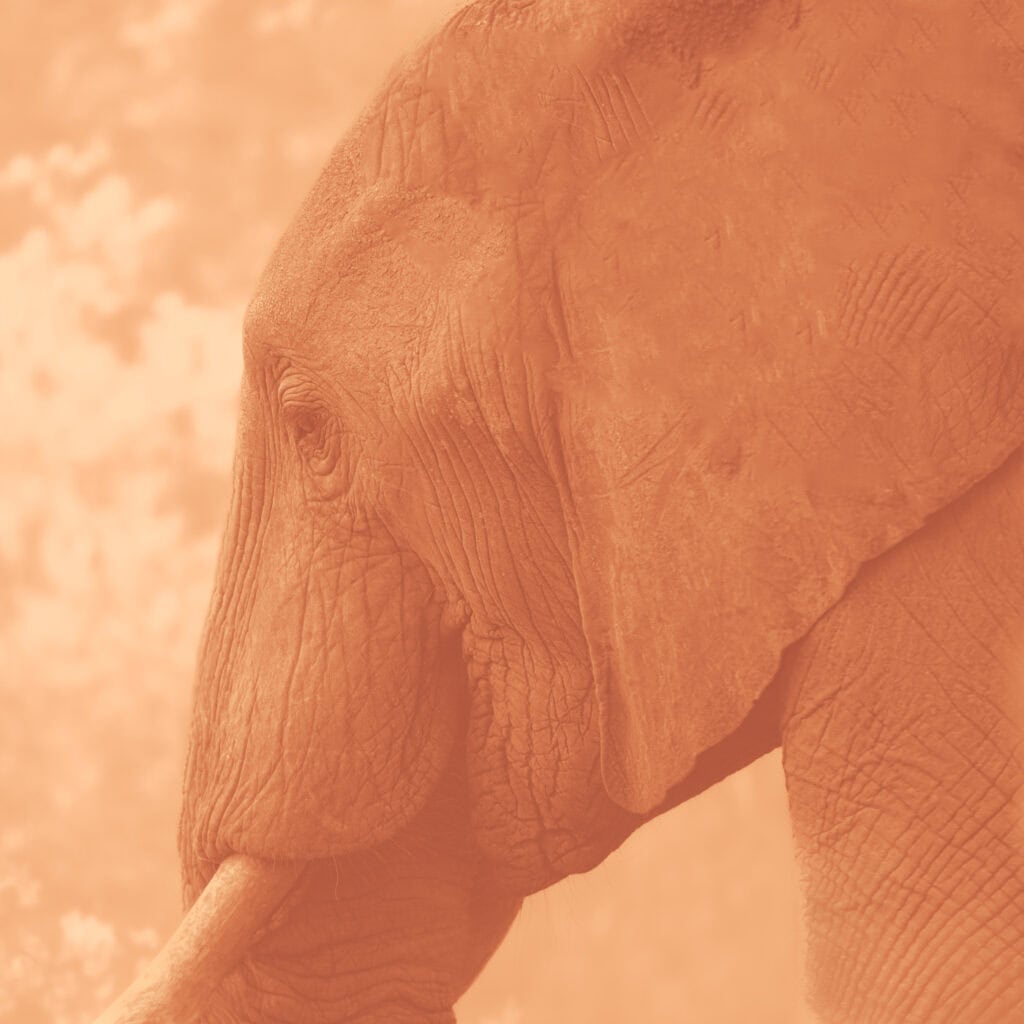 Portrait en gros plan de la tête d’un éléphant tourné vers la gauche, dans des tons fauves et ocre évoquant une sanguine.