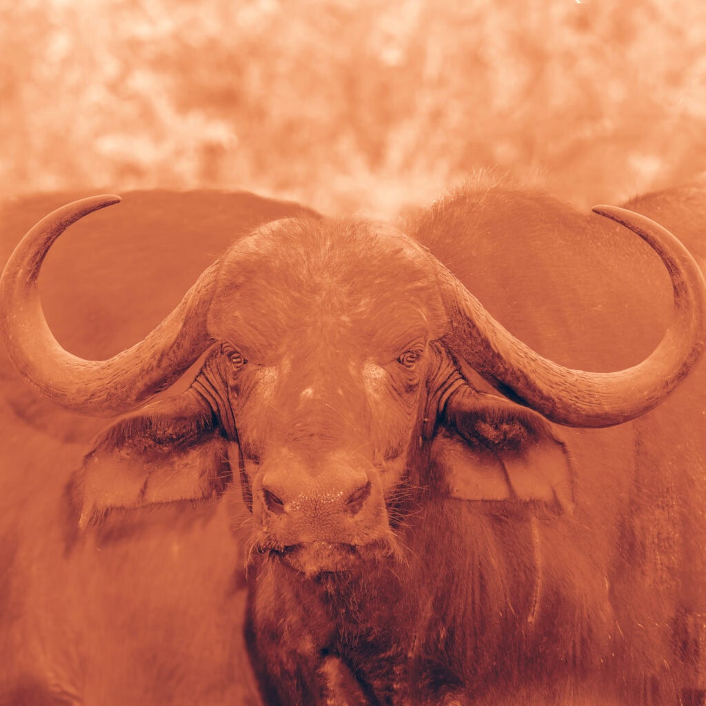 Portrait de face d’un buffle en gros plan, au regard menaçant, avec de larges cornes atteignant les bords de l’image, dans des tons fauves et ocre évoquant une sanguine.