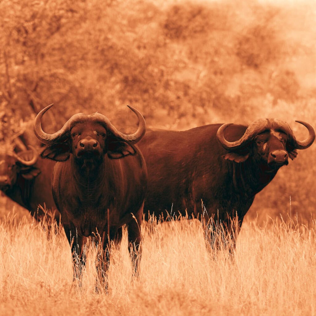 Deux buffles immobiles dans les hautes herbes de la savane regardent l’objectif, dans des tons fauves et ocre évoquant une sanguine.